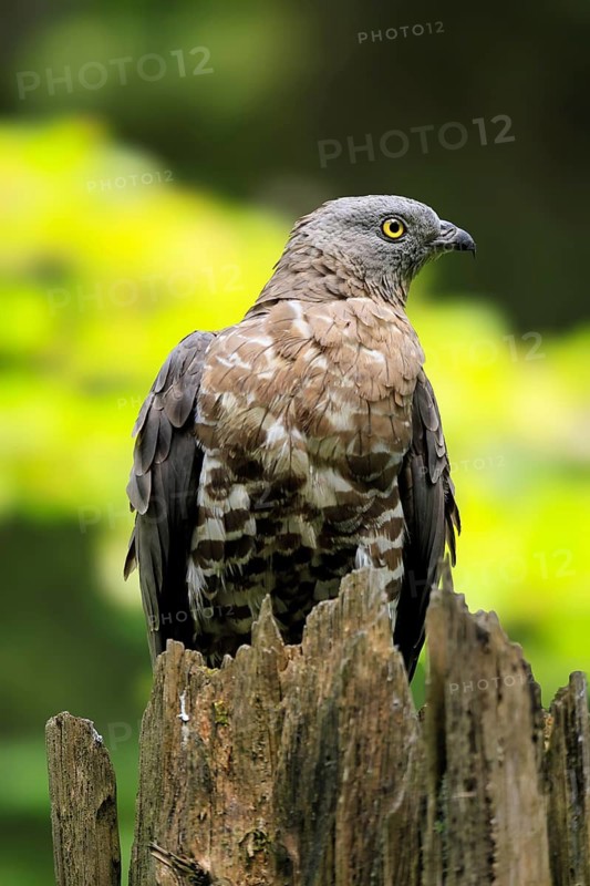 Honey buzzard (Pernis apivorus), adult, perch, alert, in summer, portrait, Bohemian Forest, Czech Republic