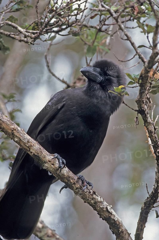 Hawaiian Crow, Alala, Corvus hawaiiensis, endangered