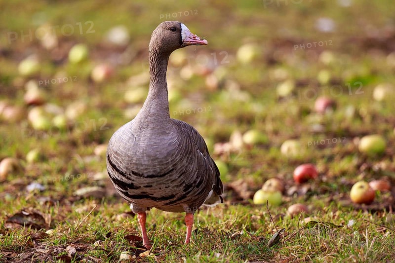 Greater White-fronted Goose (Anser albifrons), North Rhine-Westphalia, Germany