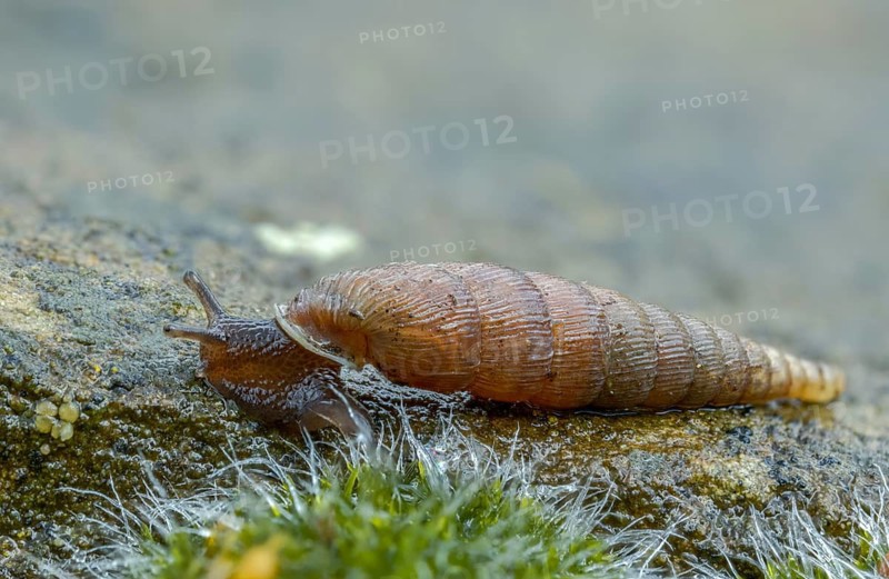 Wrinkled snail, laciniaria plicata, gastropoda, mollusca, snails, molluscs