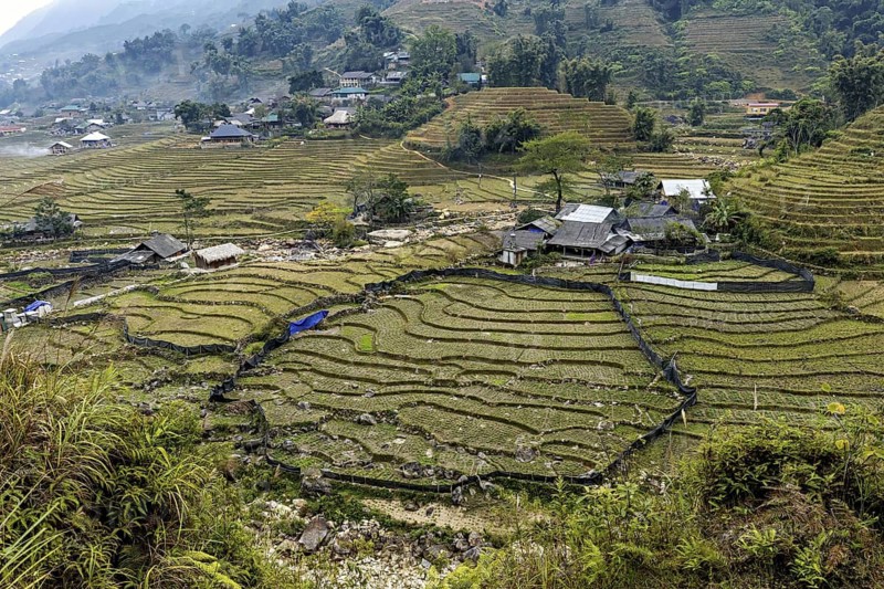 Houses and rice terraces in a village surrounded by green agriculture, farms in the rice paddies near Sa Pa in Vietnam