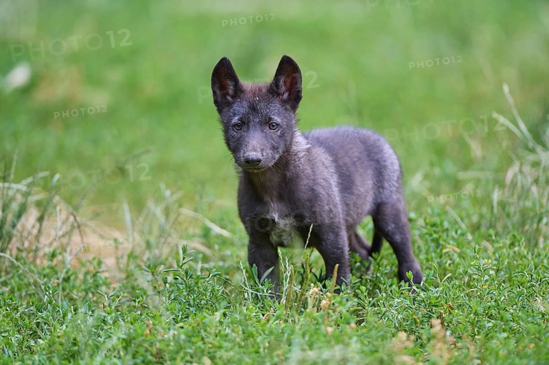 Timber Wolf (Canis lupus), cub, captive, Germany