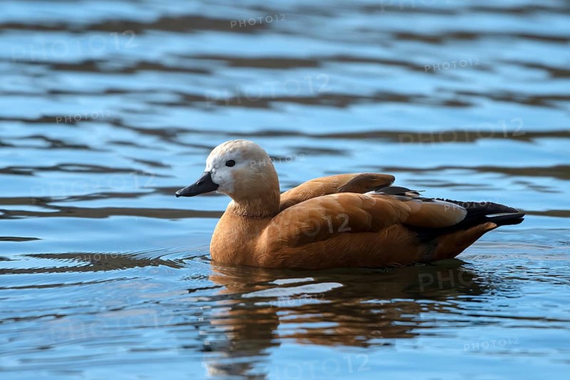 Ruddy shelduck (Tadorna ferruginea), in the water, Heiligenhaus, North Rhine-Westphalia, Germany