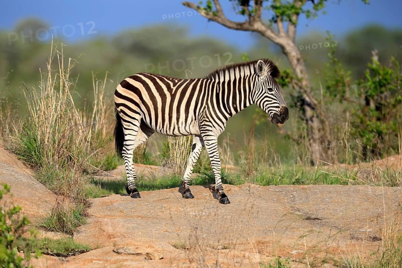 Burchell's zebra (Equus quagga burchelli), Burchell's zebra, adult, alert, Kruger National Park, South Africa