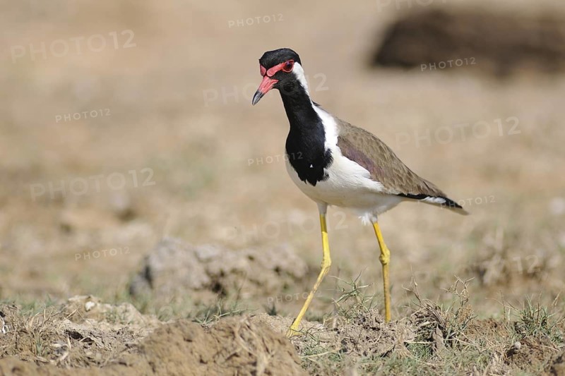 Red-wattled Lapwing (Vanellus indicus), Sri Lanka