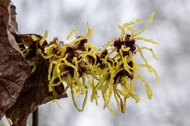Witch hazel (Hamamelis mollis Pallida), Emsland, Lower Saxony, Germany