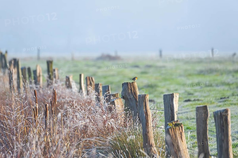 A robin (Erithacus rubecula) sitting on a peg of a pasture fence in winter, Wehden, Cuxhaven, Lower Saxony, Germany