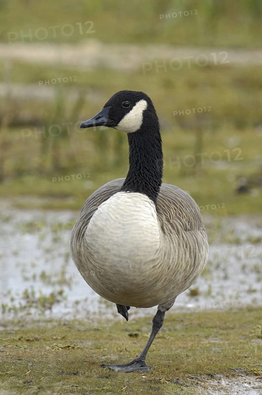 Canada Goose (Branta canadensis), New Jersey, USA