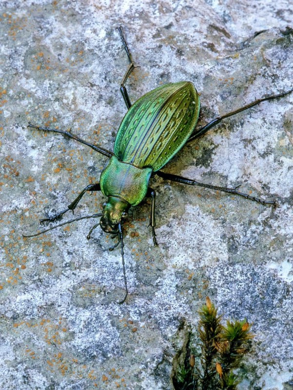 Carabus cancellatus, grain wart, Slovenia, Triglav National Park, Beetle, high size, portrait format, insects, beetles, national park, Triglav
