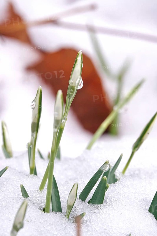 First snowdrops in snow with drops of water, winter, Germany