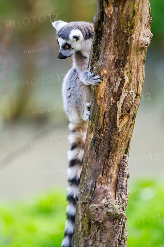 Ring-tailed lemur (Lemur catta) climbing in a tree, captive, Germany