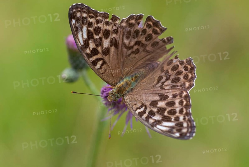 Argynnis paphia, imperial mantle, silver-washed fritillary, butterfly, female, insects, butterfly, butterflies, butterflies, female