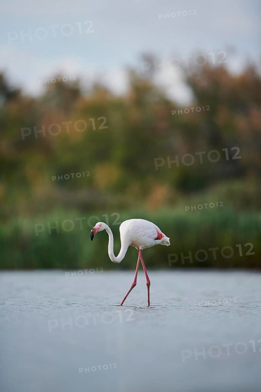 Greater Flamingo (Phoenicopterus roseus) walking in the water, Parc Naturel Regional de Camargue, France