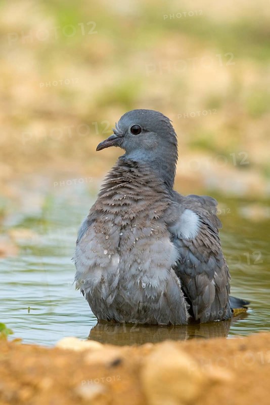Columba Oenas, Holdove, Stock Dove, Stock Pigeon, Bath, Bird Bath, Birds, Columbidae, Doves, Adolescent, High Size, Portrait, Young Animal, Juvenile, Doves, Drinking, Birdbath, Birds, Watering Place