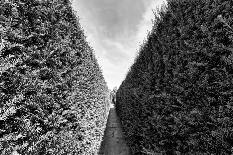 Narrow footpath between two hedges, yew (Taxus baccata), topiary, monochrome, Sissinghurst Castle and Garden, Cranbrook, Kent, England, Great Britain