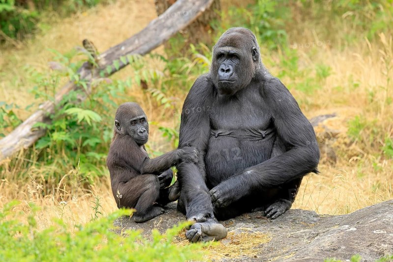 Western gorilla (Gorilla gorilla), adult, female, with young, sitting, on ground