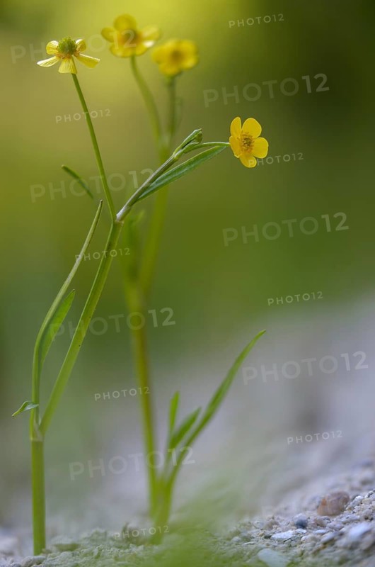 Burning buttercup, lesser spearwort, ranunculus flammula, banewort, flora, greater creeping spearwort, high size, portrait format, plants, plants