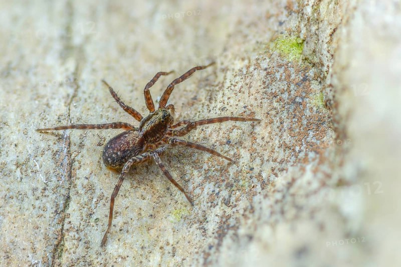 Arachnida, pardosa spec., arachnids, wolf spider spec1., spiders, spiders