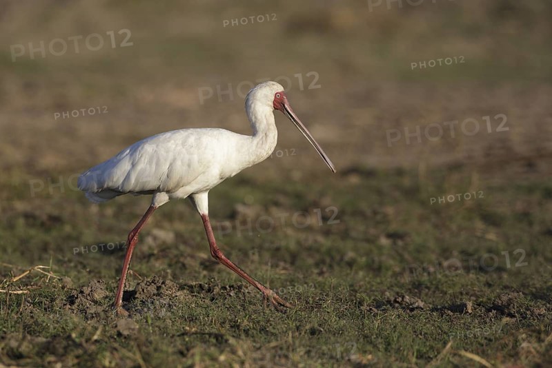 African Spoonbill (Platalea alba) foraging, Chobe, Botswana