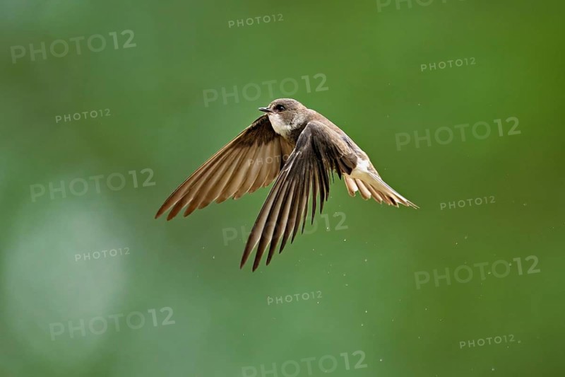 Sand martin (Riparia riparia), in flight, Reussegg nature reserve, Canton Aargau, Switzerland