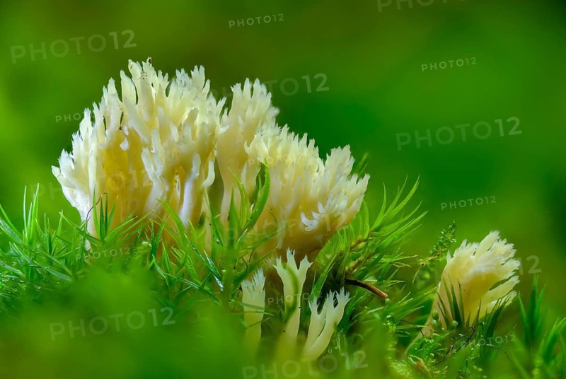 Clavulina coralloides, Clavulina cristata, antler-shaped coral, comb-shaped coral, comb-shaped club mushroom, worsted coral, Ramaria cristata, goatbeard, crested coral fungus, fungi, mushrooms, white coral fungus