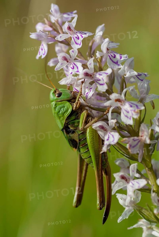 Decticus verrucivorus, grasshoppers, deciduous locusts, wart biters, ensifera, female, grasshoppers, grasshoppers, high size, portrait format, insects, long-feeler scare, nymph, wait biter, female