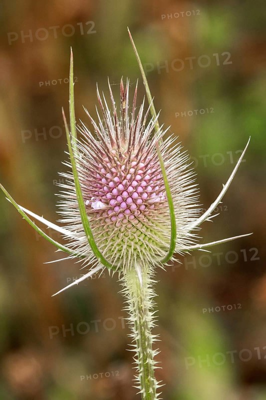 Wild teasel (Dipsacus fullonum), Baden-Württemberg, Germany