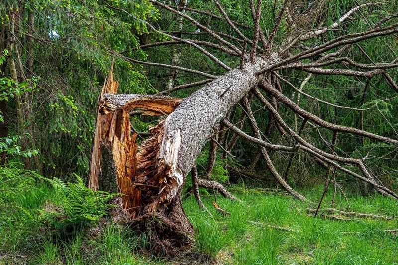 Wind throw in the forest near the Ahlhorn fish ponds, Ahlhorn, Lower Saxony, Germany