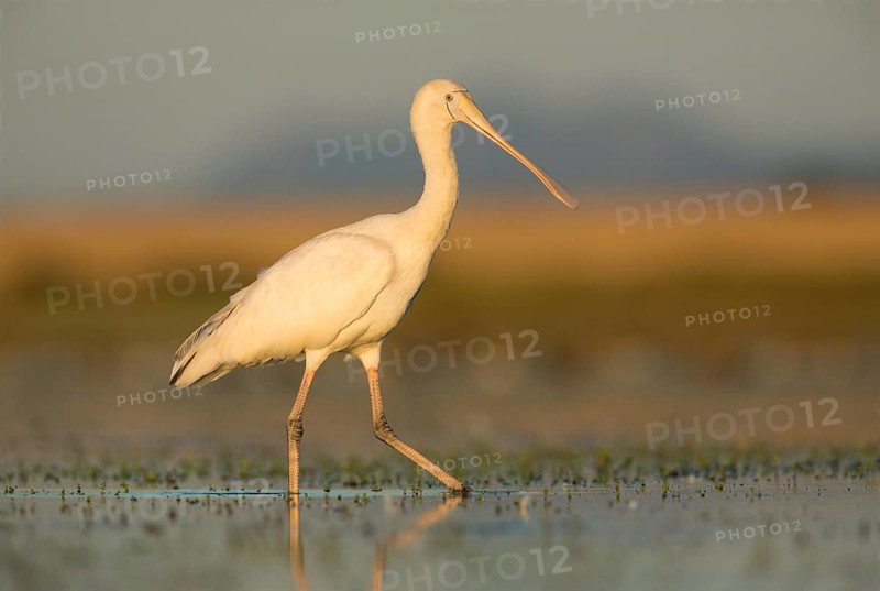 Yellow-billed Spoonbill (Platalea flavipes) foraging, Victoria, Australia