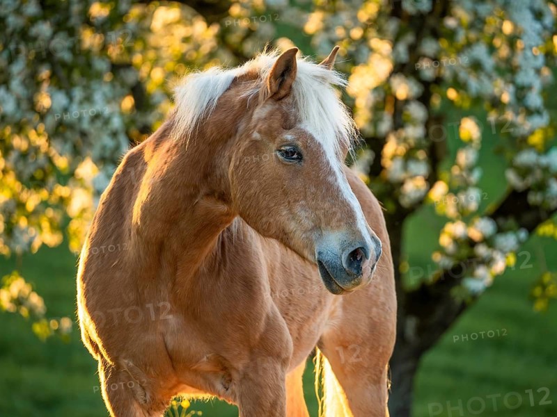 Horse, Haflinger, portrait, gelding, in spring, evening sun, blossoming trees in the background