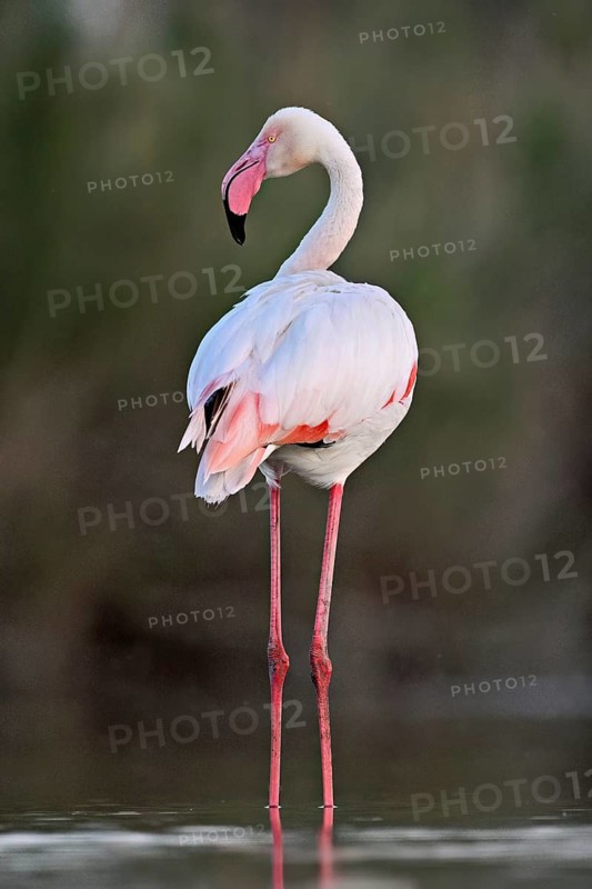 A greater flamingo (Phoenicopterus roseus), standing in the water, Camargue Regional Nature Park, southern France, France