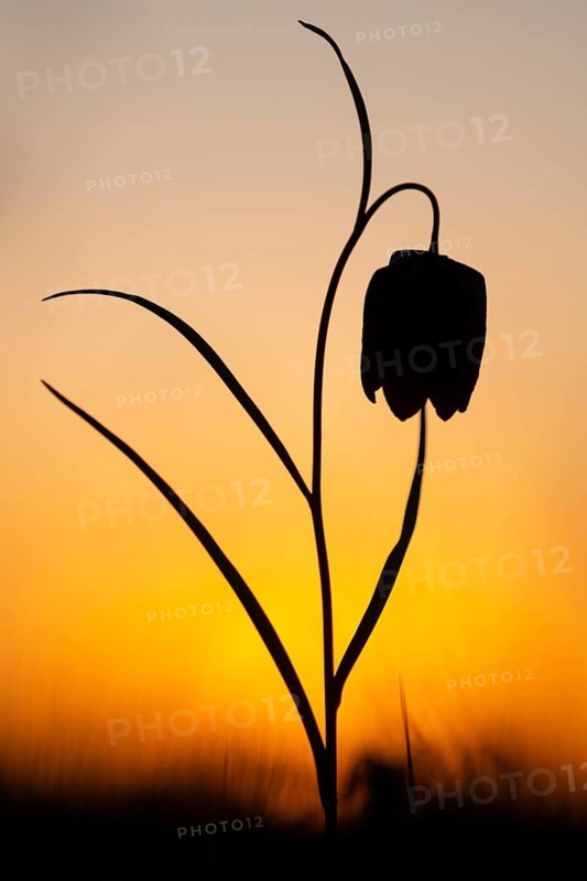 Snake's Head Fritillary (Fritillaria meleagris) at sunrise in a wet meadow in spring, Berne, Lower Saxony, Germany