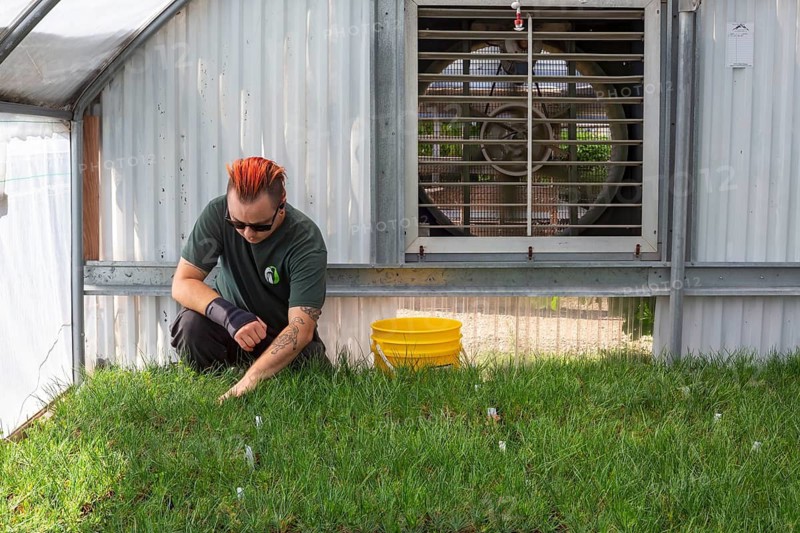 Loveland, Colorado - OneCanopy, a plant nursery, grows native seedlings to restore Rocky Mountain forests damaged by wildfires, disease. or insects