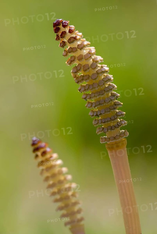 Field pewter, field horsetail, equisetaceae, equisetum arvense, panbreeder, ponytail, horsetail family, sheep hay, scouring herb, tinherb, field horsetail, flora, high size, portrait, plants