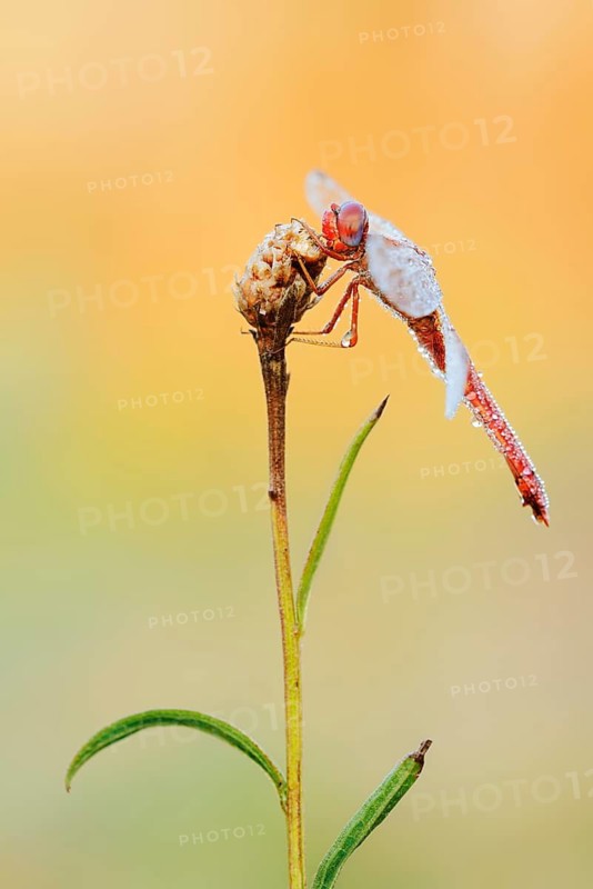Scarlet Dragonfly (Crocothemis erythraea), male coloured female with dewdrops, North Rhine-Westphalia, Germany