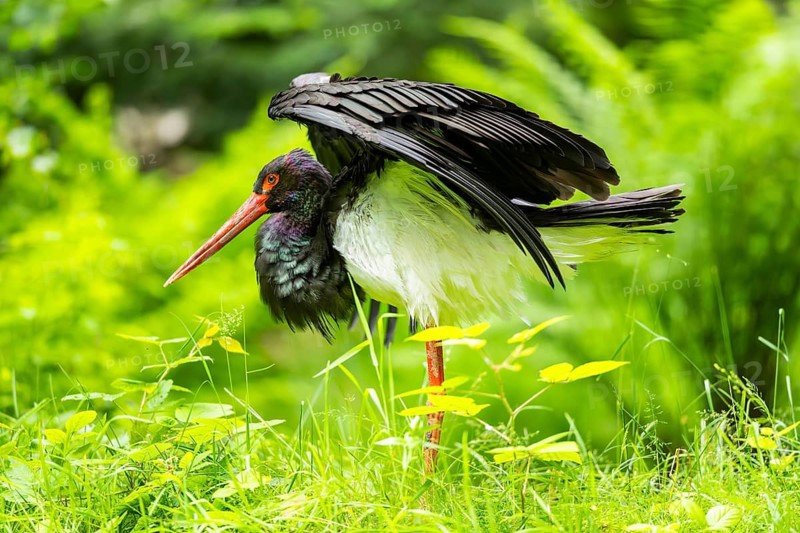 Black stork (Ciconia nigra) standing on a meadow, Bavaria, Germany