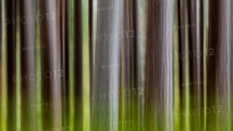 Pine (Pinaceae) in a forest in Scotland, Aviemore, Scotland, United Kingdom