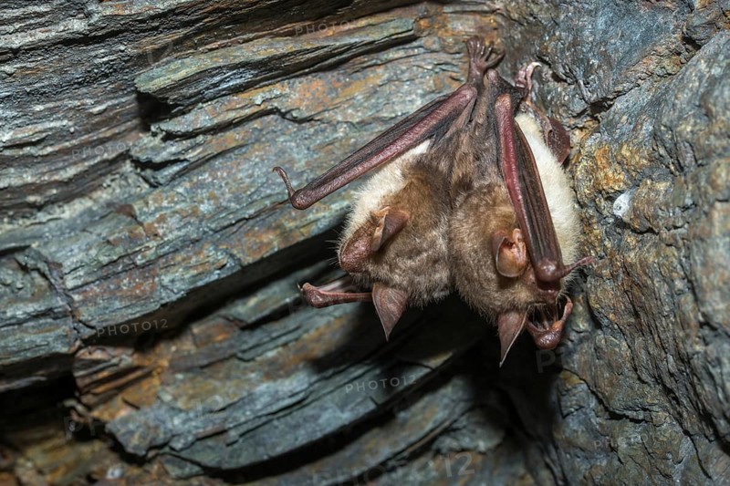 Greater mouse-eared bat, mouse-ear, myotis myotis, bats, chiroptera, bats, mammals, mammals, winter sleep, hibernation