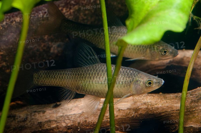 Blue ribbon bear, pseudorasbora parva, stone moroco, stone moroko, fish, fish, pisces, topmouth gudgeon