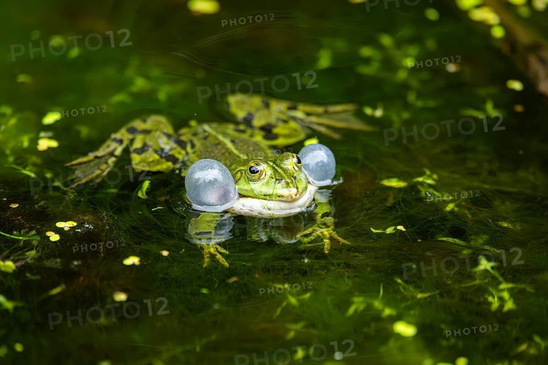 Edible frog (Pelophylax esculentus) in a little lake in the water, Bavaria, Germany