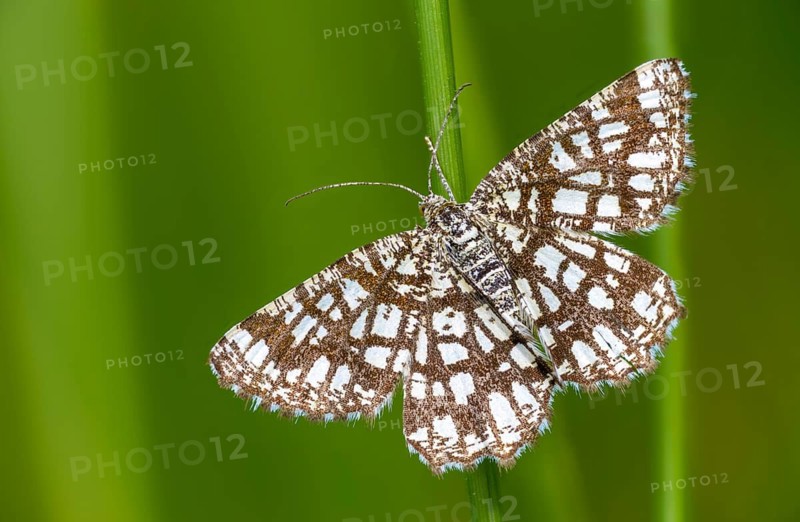 Chiasmia clathrata, lattice tensioner, clover grass lattice string tensioner, latticed heath, insects, moths, moths, butterflies