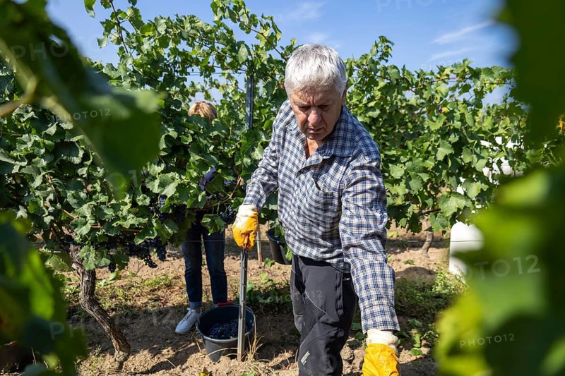 2026 grape grape harvest in the Palatinate: Manual harvest of Pinot Noir grapes grown organically