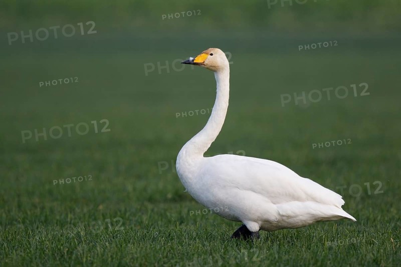 Whooper Swan (Cygnus cygnus), North Rhine-Westphalia, Germany