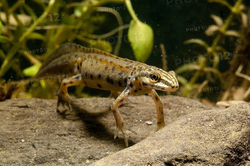 Lissotriton vulgaris meridionalis, southern smooth newt, southern pond newt, amphibians, amphibians, caudata, amphibians, male, newt, tailed amphibians, water newts