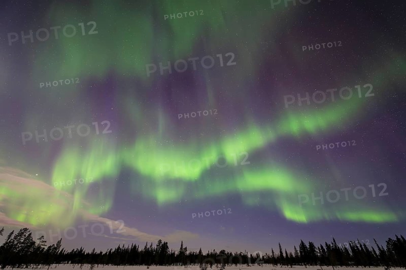 Northern Lights (Aurora borealis), Muddus National Park, Laponia World Heritage Site, Norrbotten, Lapland, Sweden, April 2025