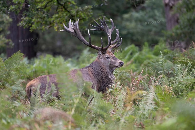 Red deer at the rutting 2025, London, Great Britain