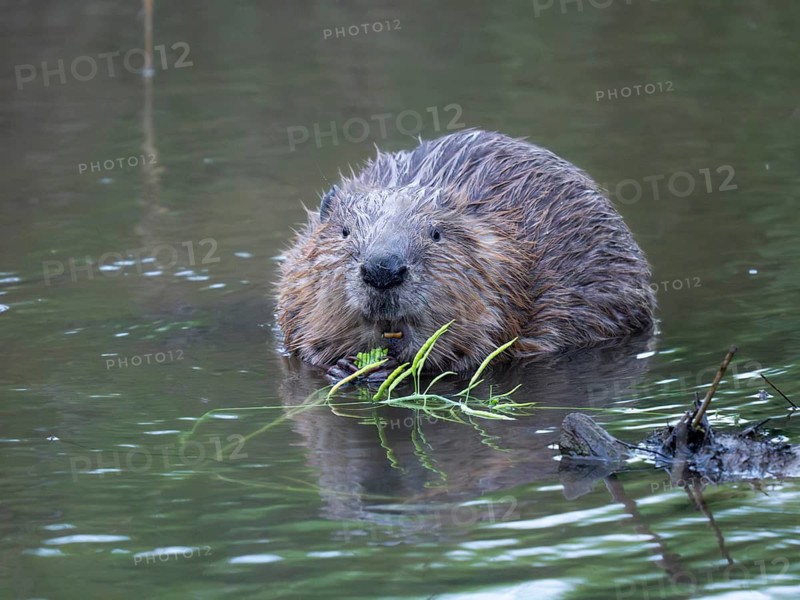 European Beaver (Castor fiber), a mature animal, sitting in shallow water of the river Erpe, eating Oil, seed rape plants, which has been taken from a crop beside the river. These are the first sightings of beavers in this region since about 4 hundred years. North Hesse, Germany