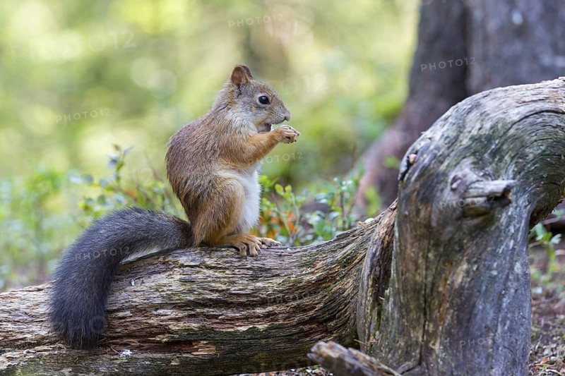 Squirrels, animals, mammals, squirrels, (Sciurus vulgaris vulgaris), Lentiira, Lentiira Kuhmo, Finland