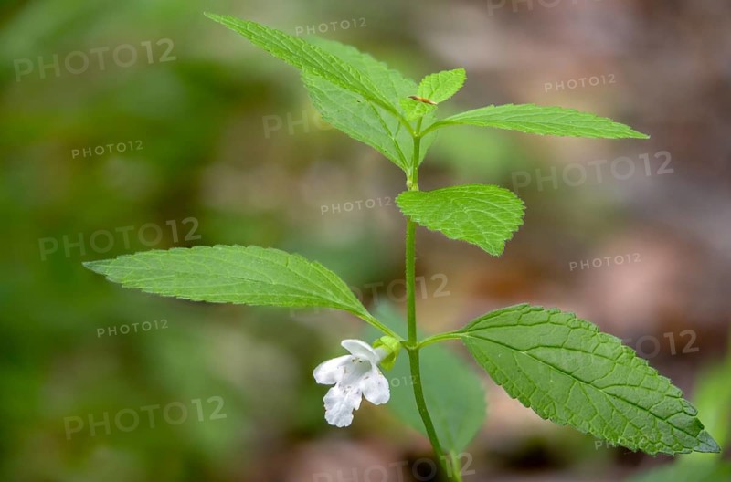 Immenblatt, Lamiaceae, Lamiaceae, Melittis Melissophyllum, Bastard Balm, Flora, Plants, Plants