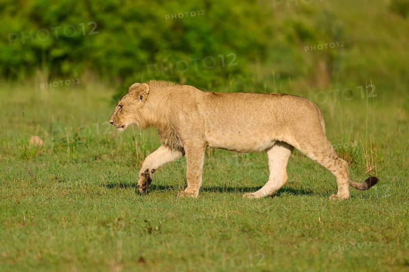A young lion runs through the African landscape with lush grass, lion (Panthera leo), Masai Mara National Reserve, Narok County, Kenya